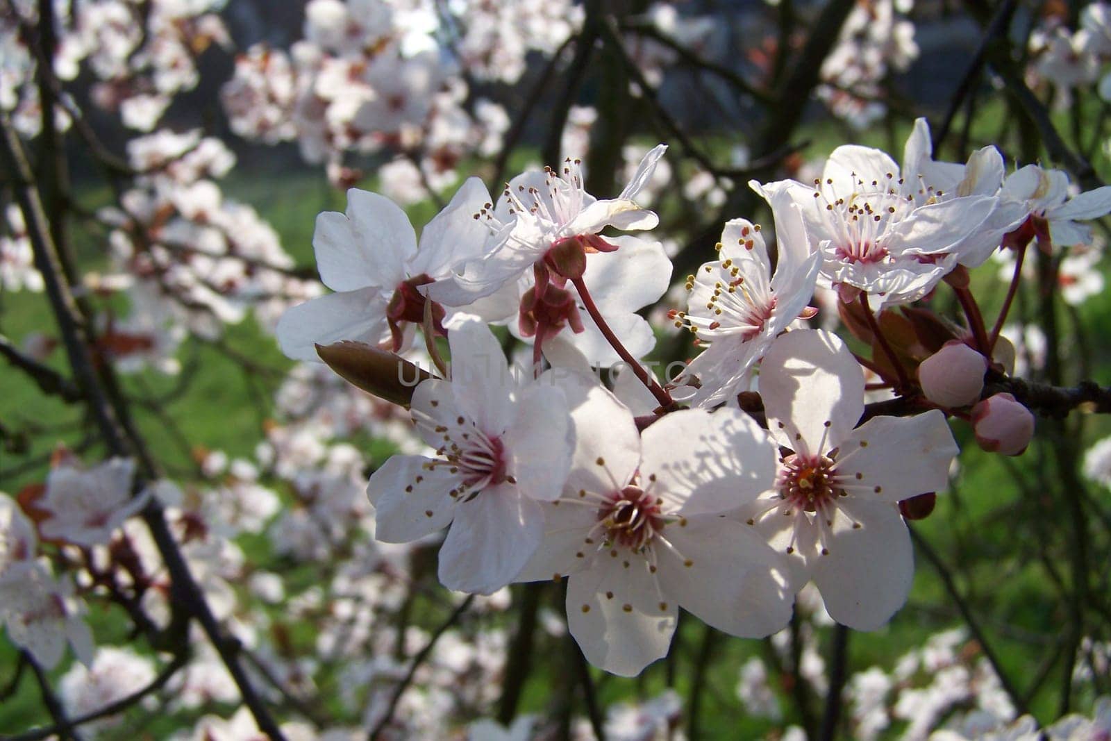Cherry blossom splendour