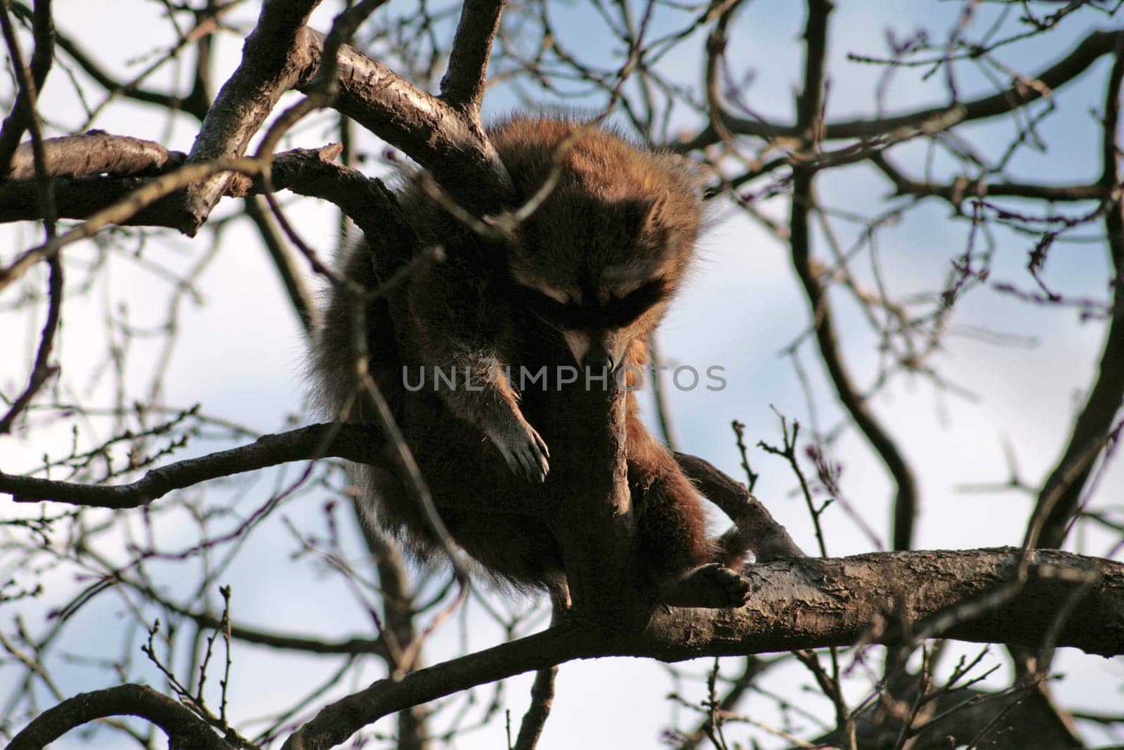 At Freisen Zoo