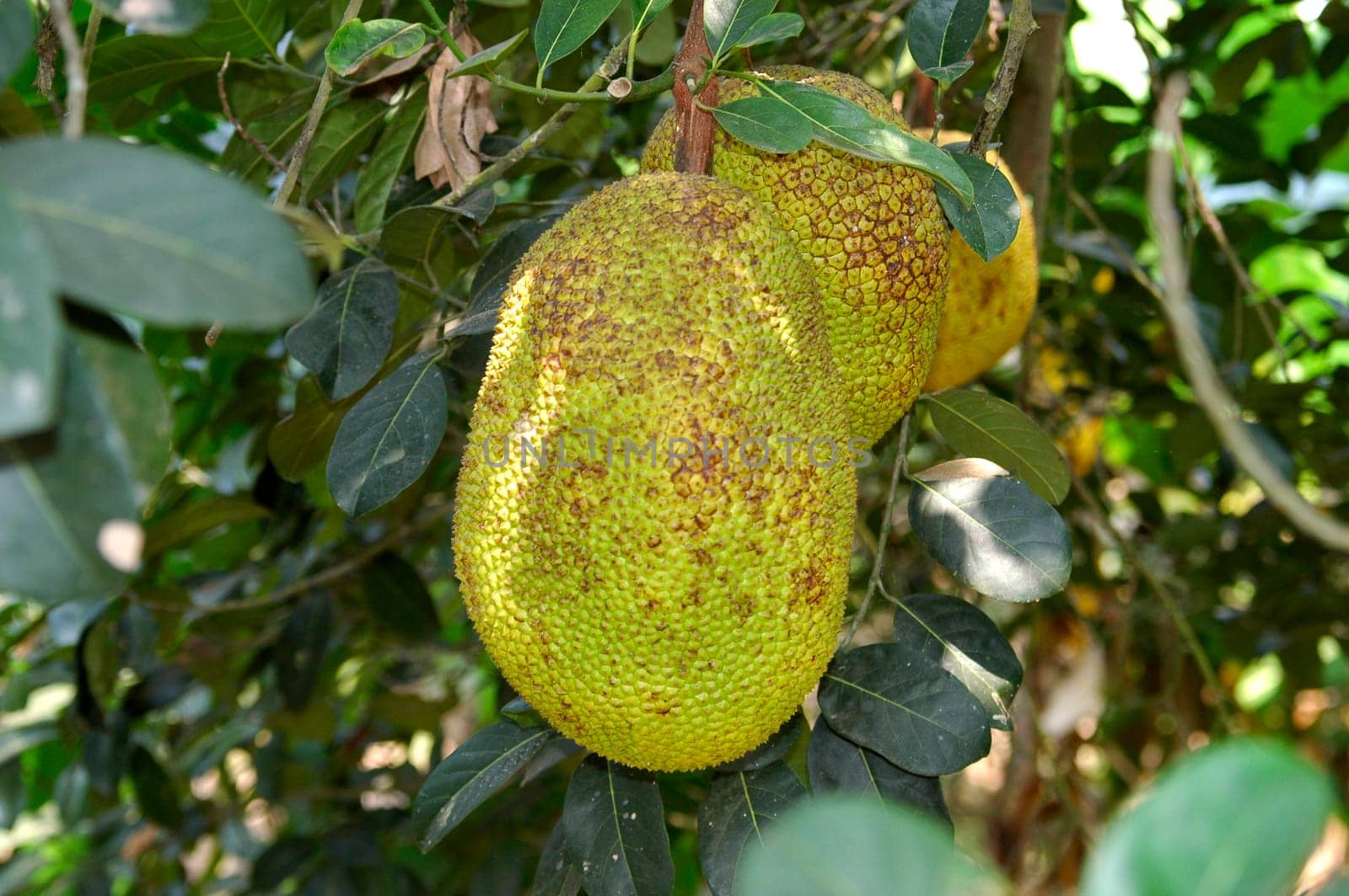 Jackfruit