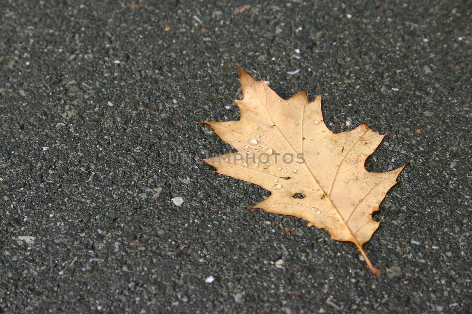 Maple leaf