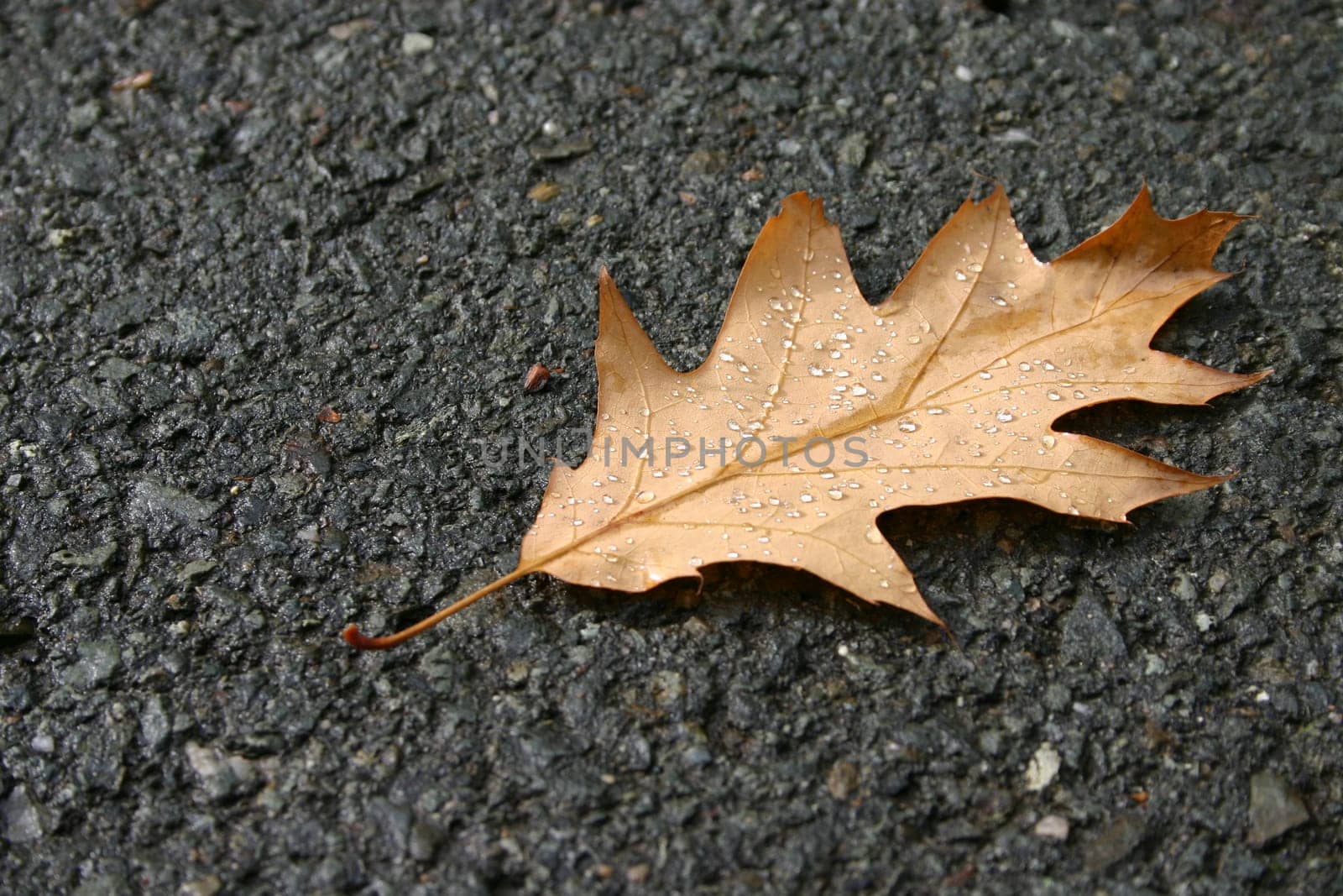 Maple leaf