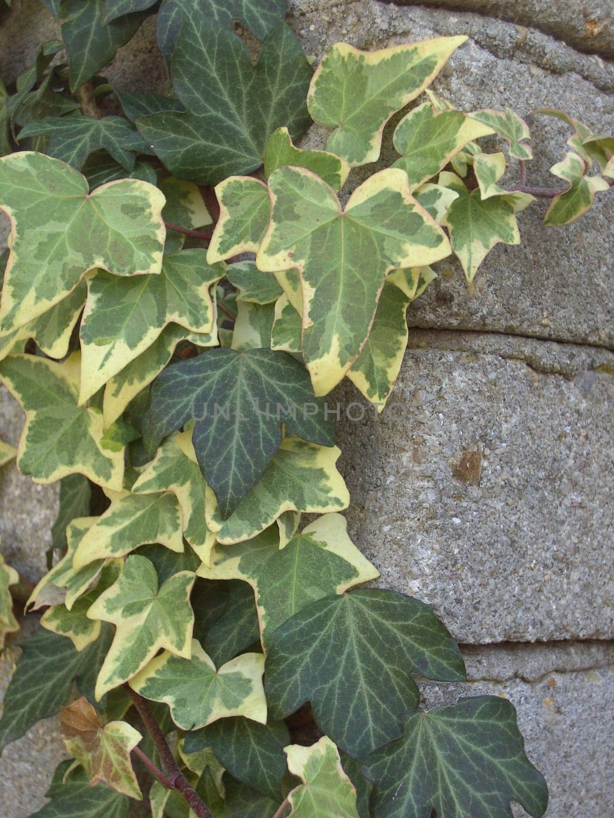 Ivy