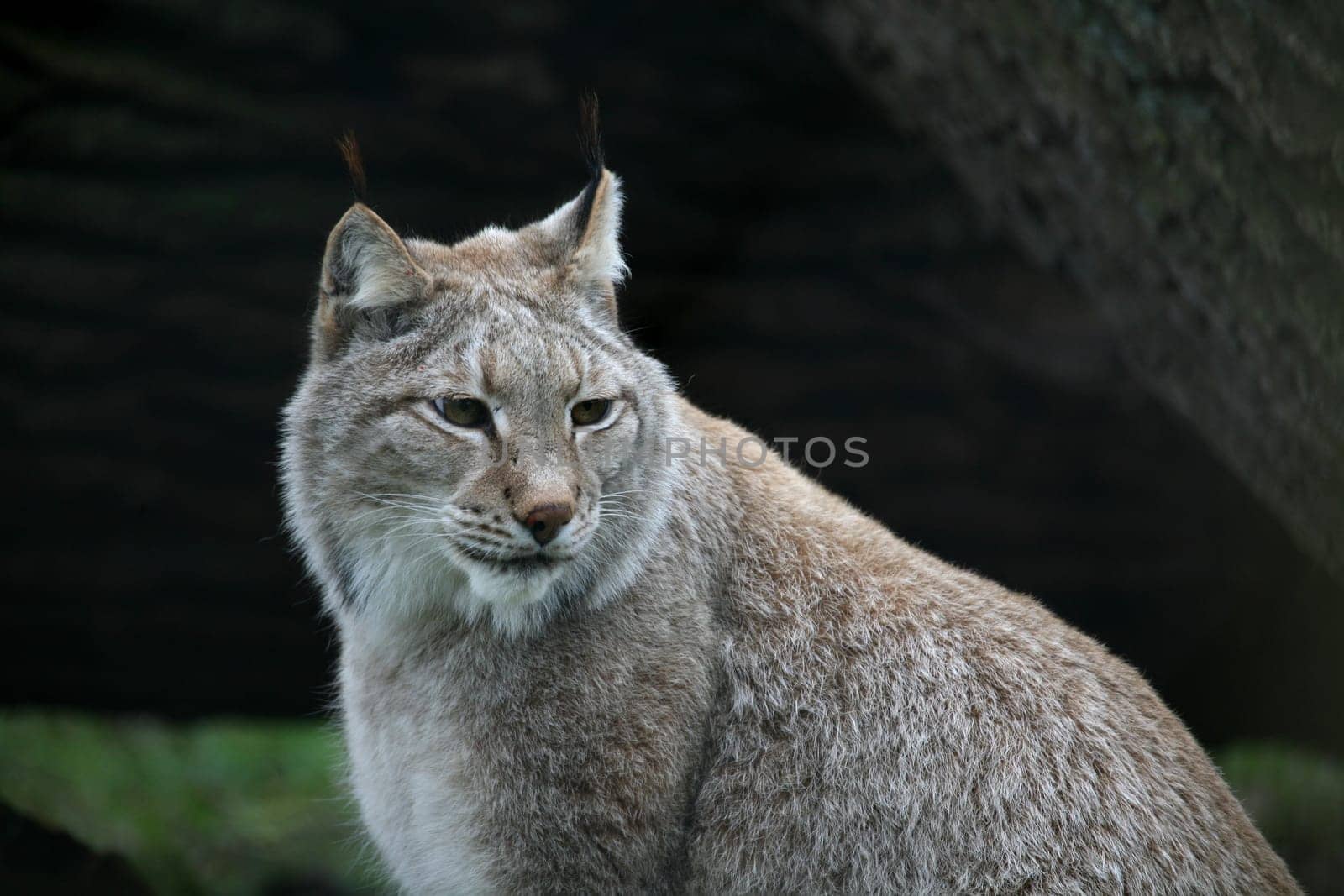 Eurasian lynx