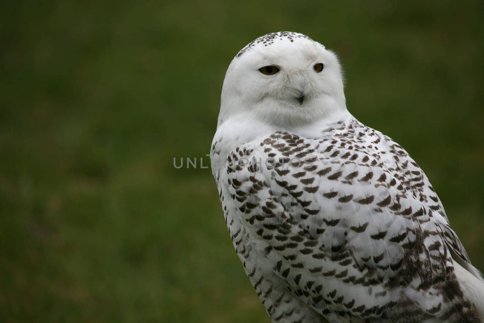 Male
