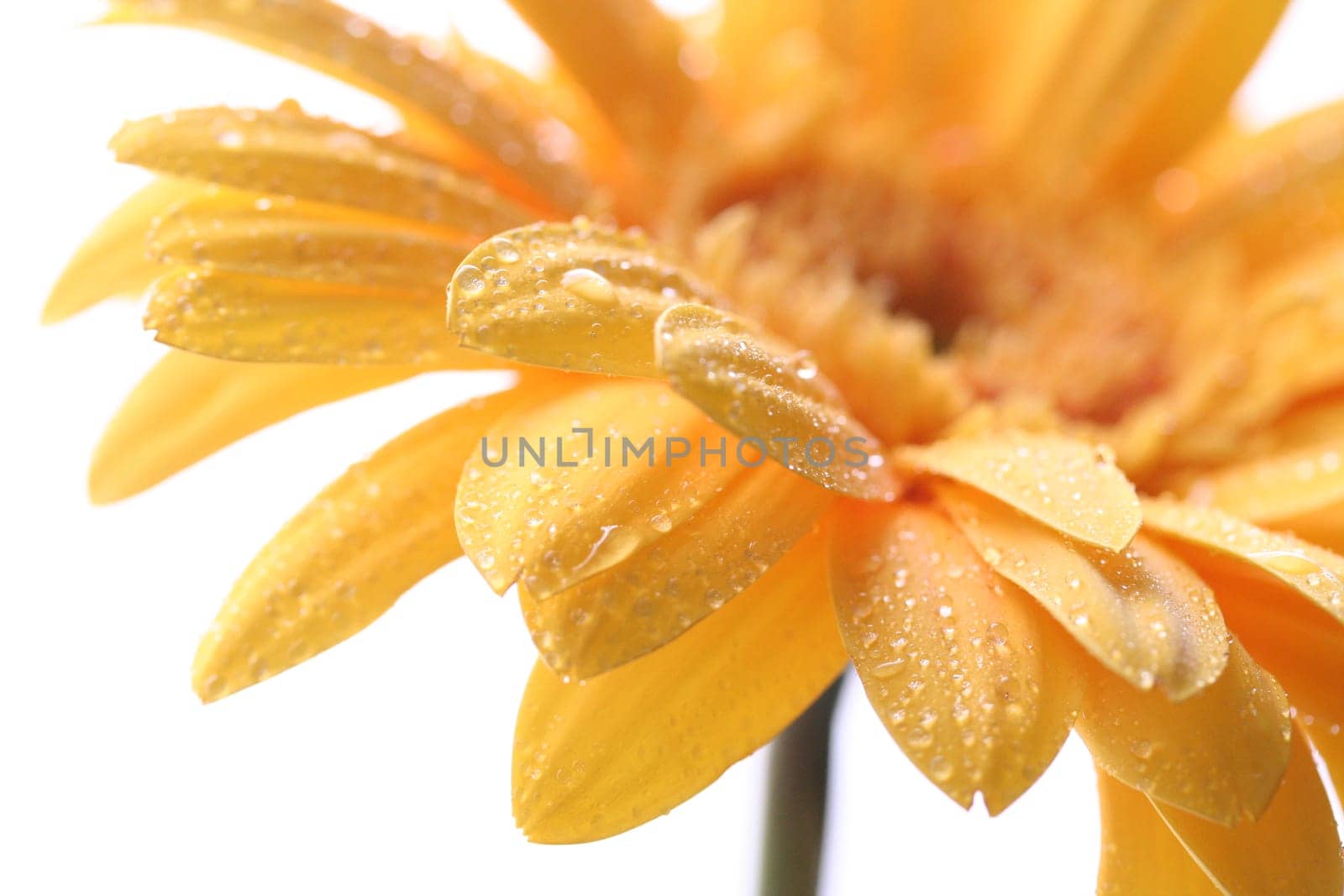 Gerbera sun-drenched