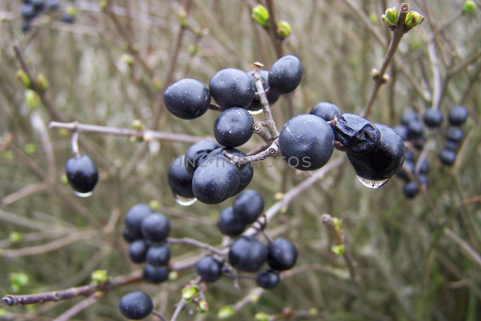 Dewberries
