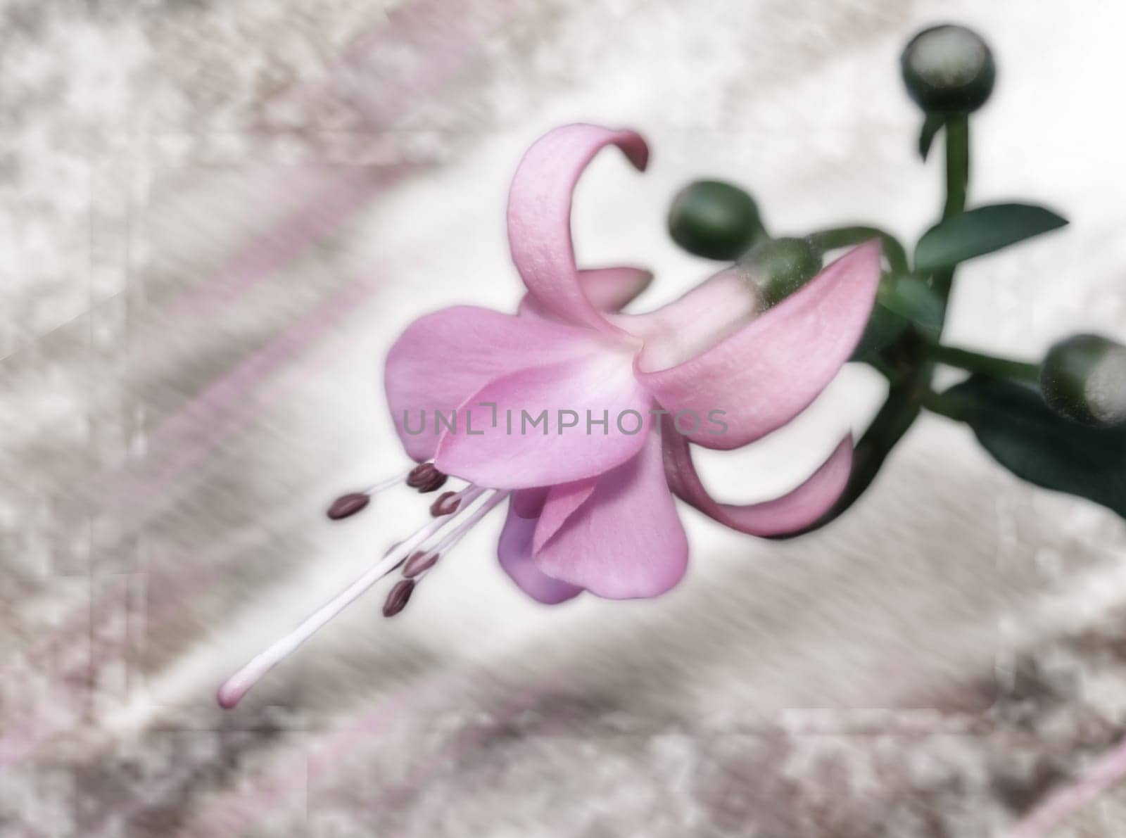 Fuchsia in pastel colors