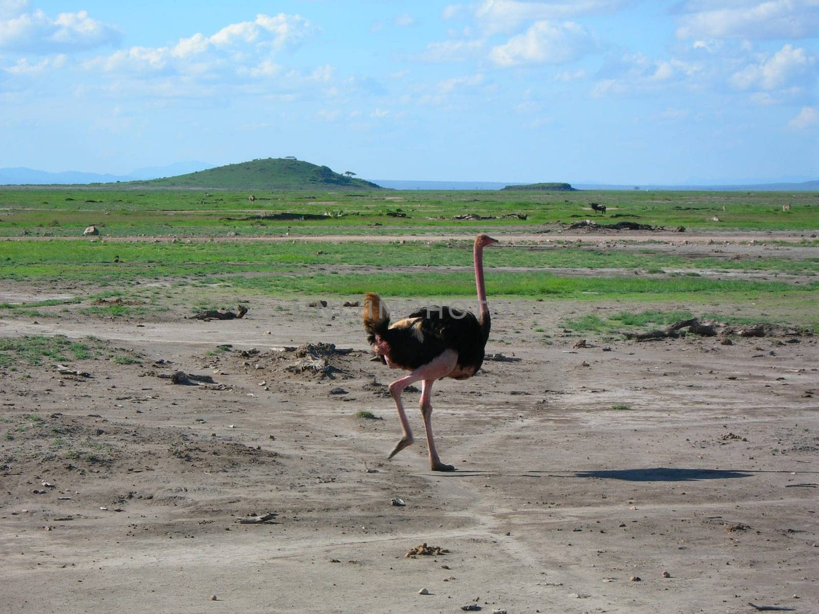 ostrich