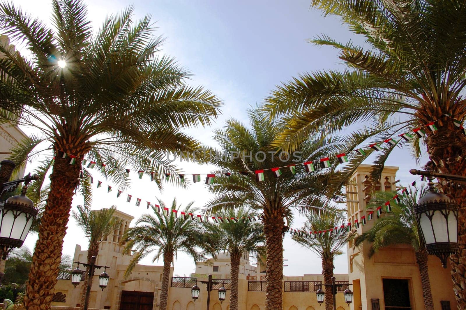 Palm tree in Dubai