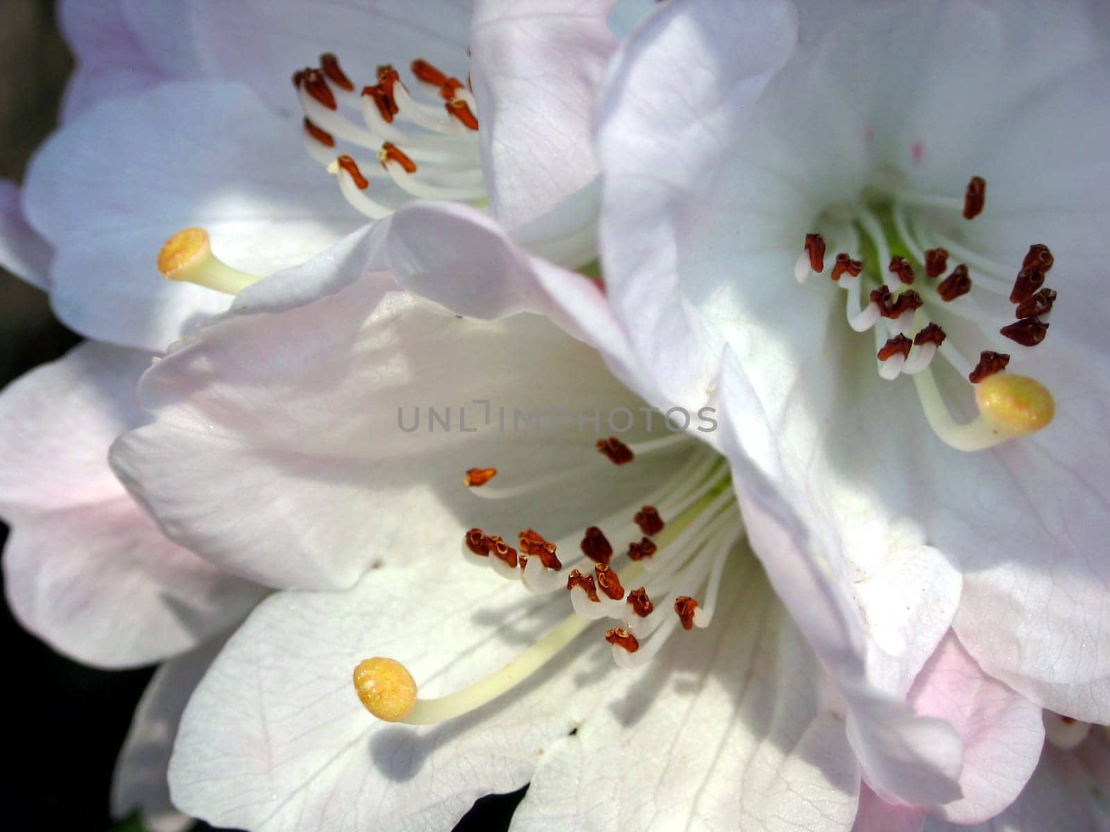 Rhododendron flowers