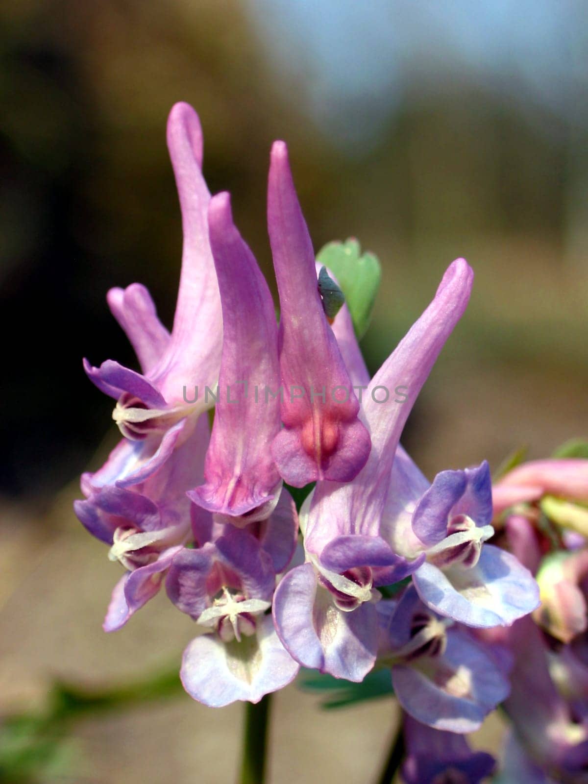 Fingered larkspur