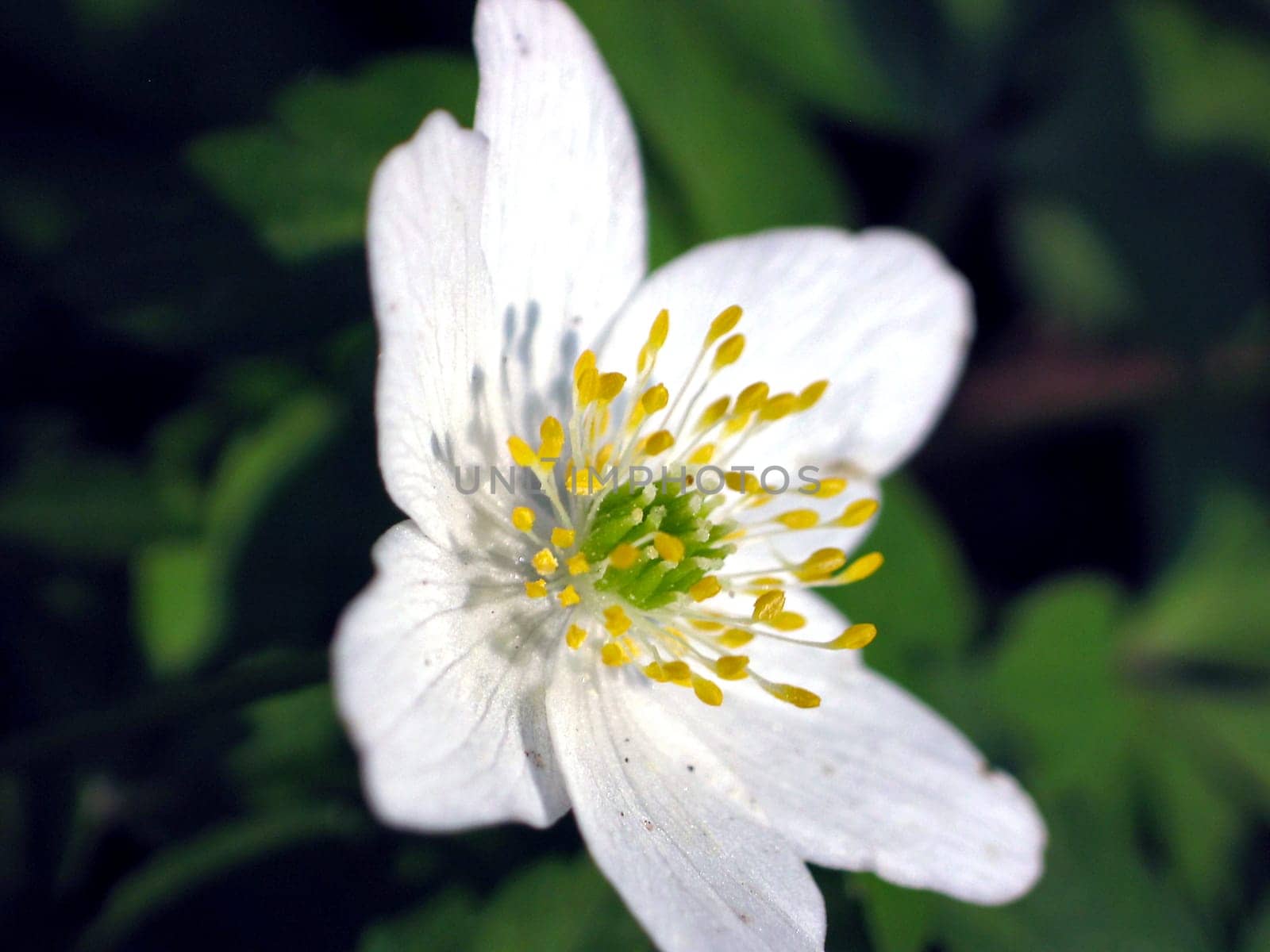 Anemone