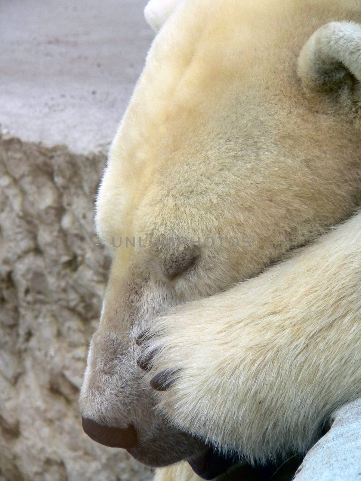 Sleep,bears,sleep...