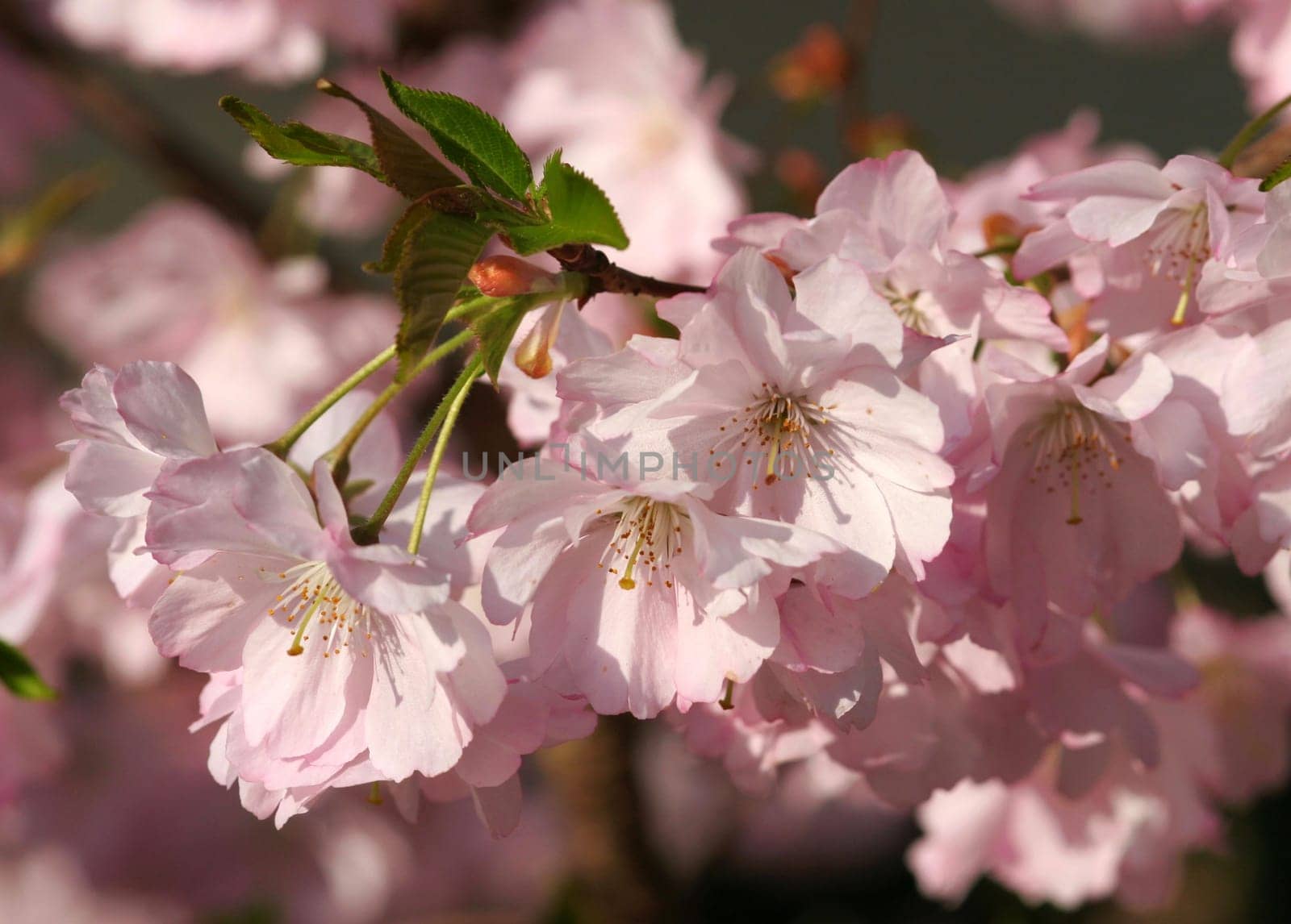 Japanese cherry.... Thanks to Hannsel for the determination.