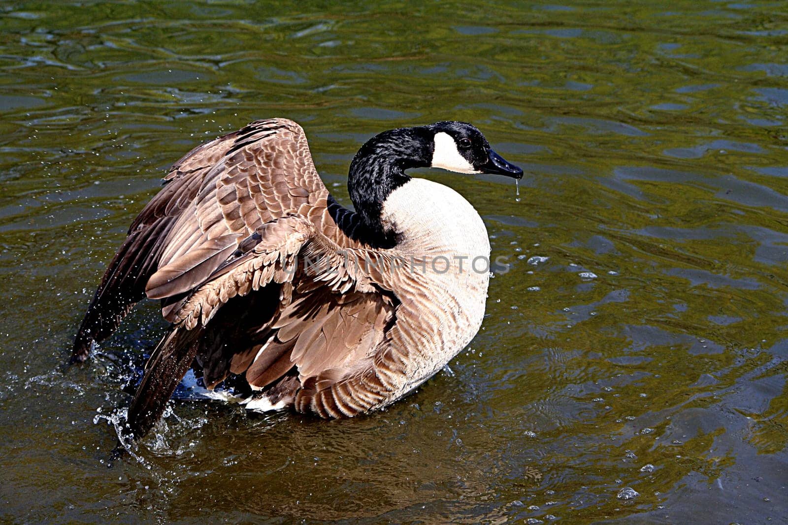 Goose shower