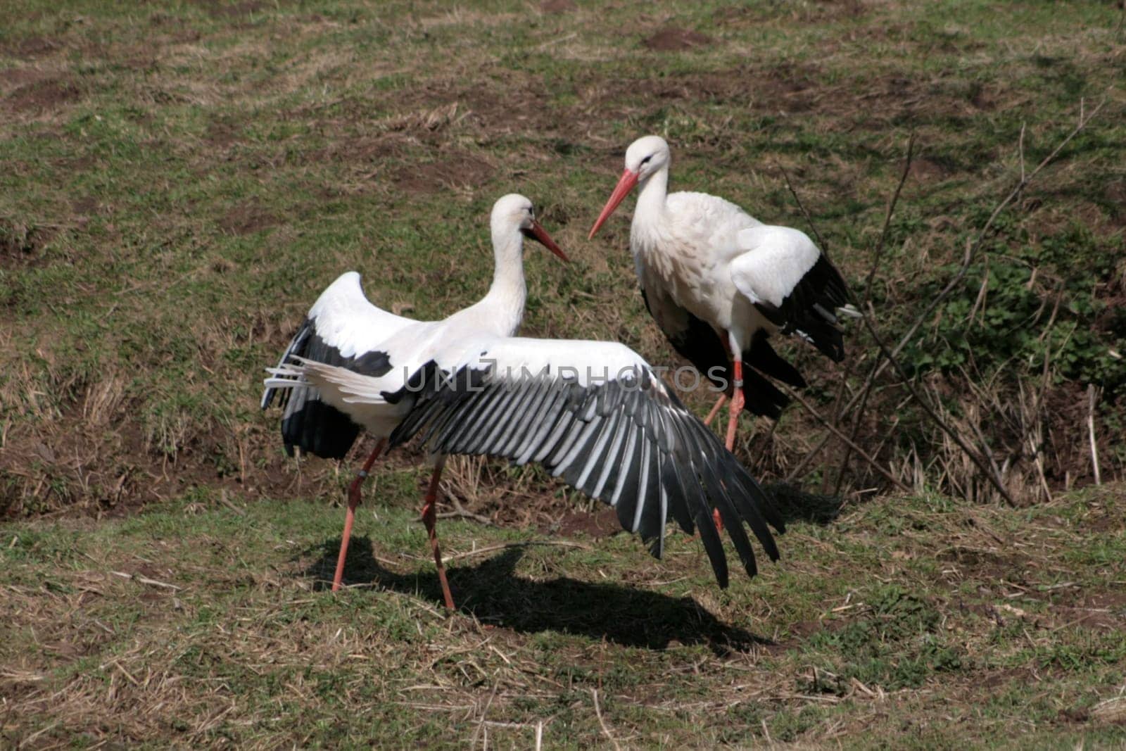 Storks at Freisen Zoo