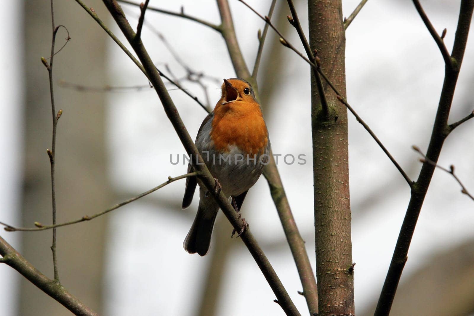 Robin