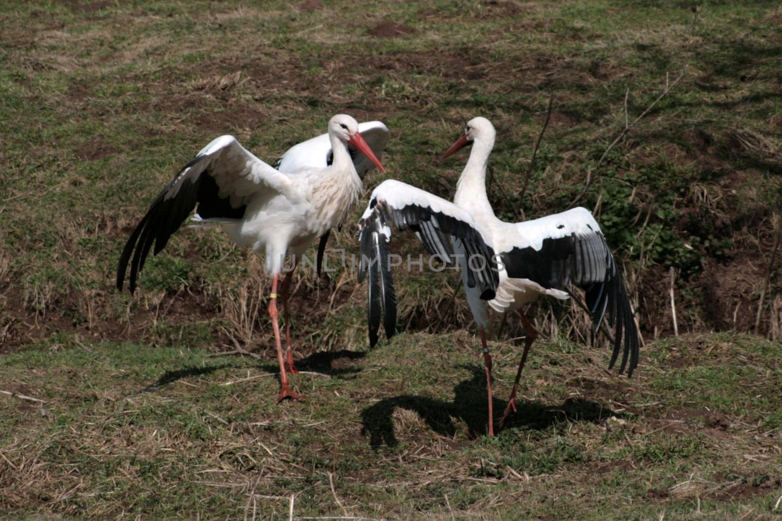 Storks at Freisen Zoo
