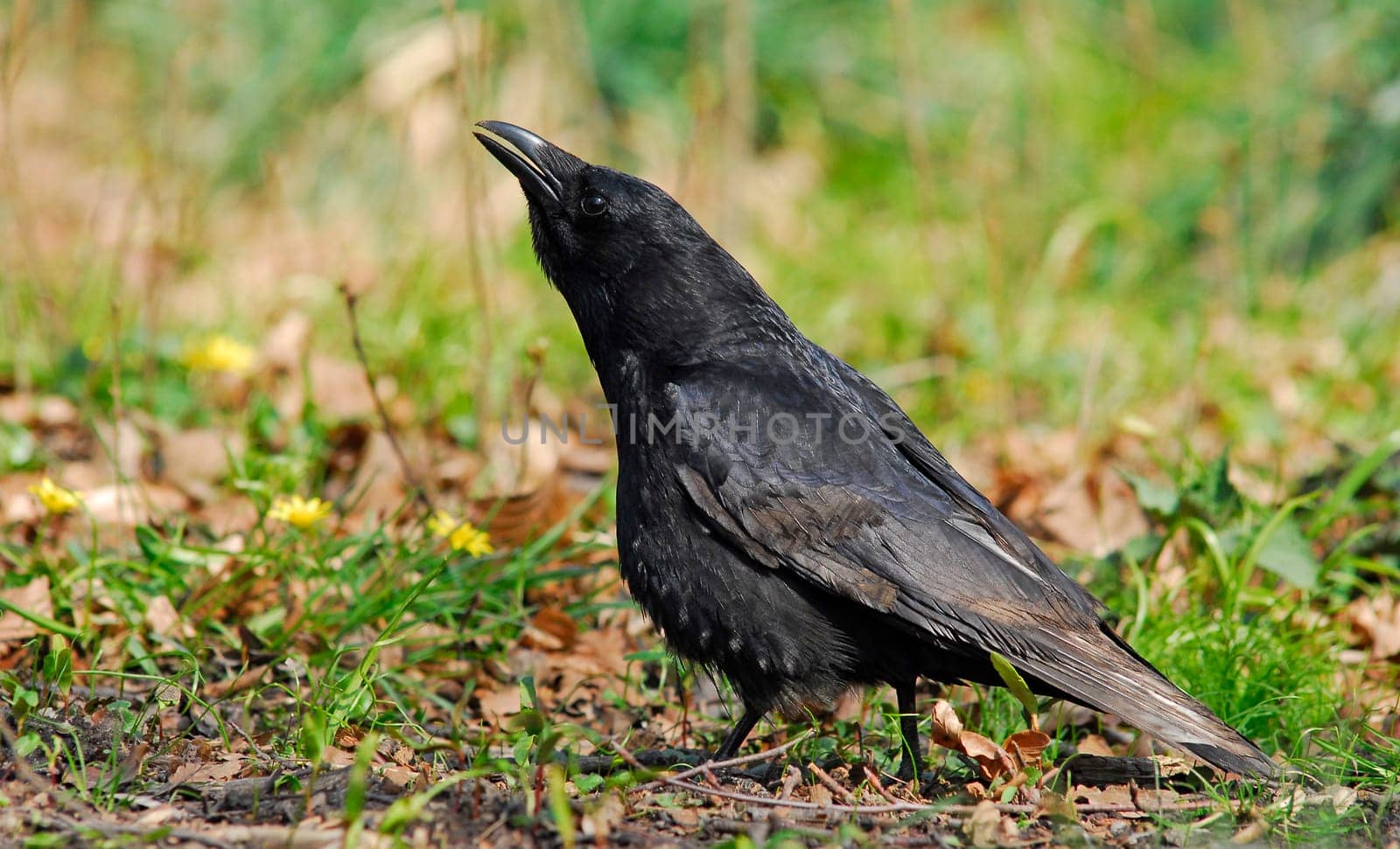 Corvid