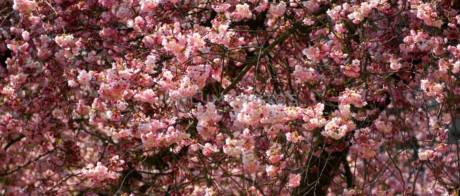 Cherry blossom