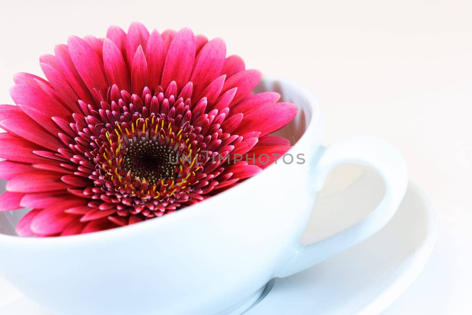 Flower in cup