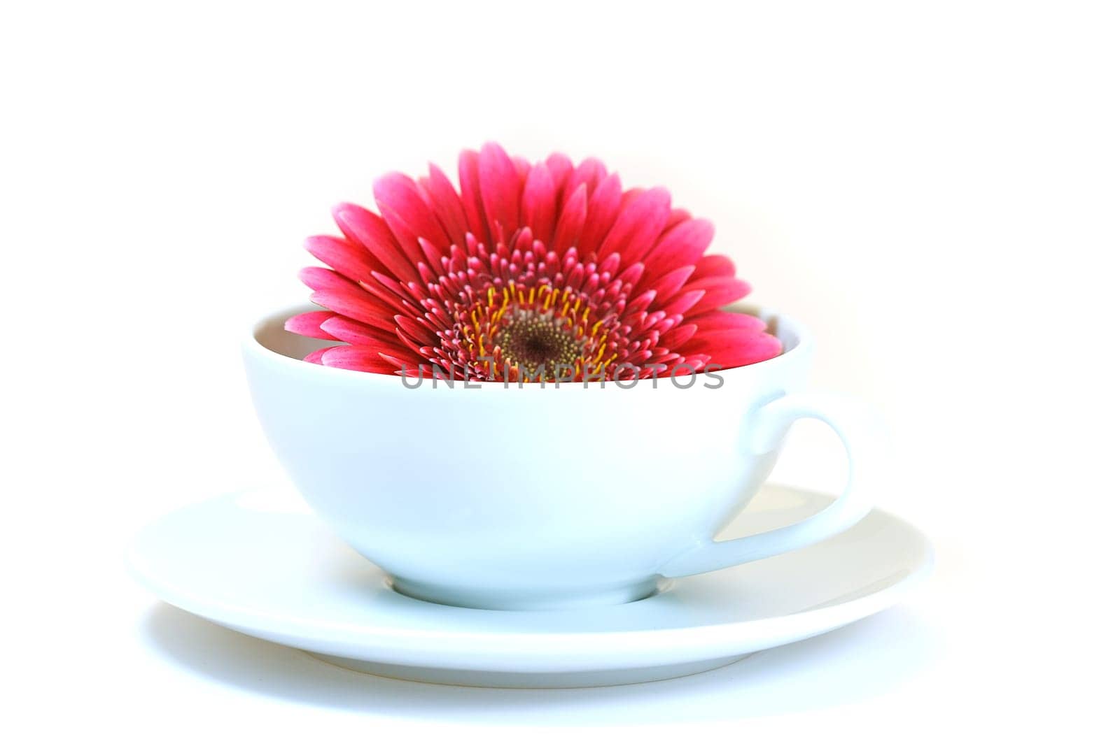 Gerbera in cup