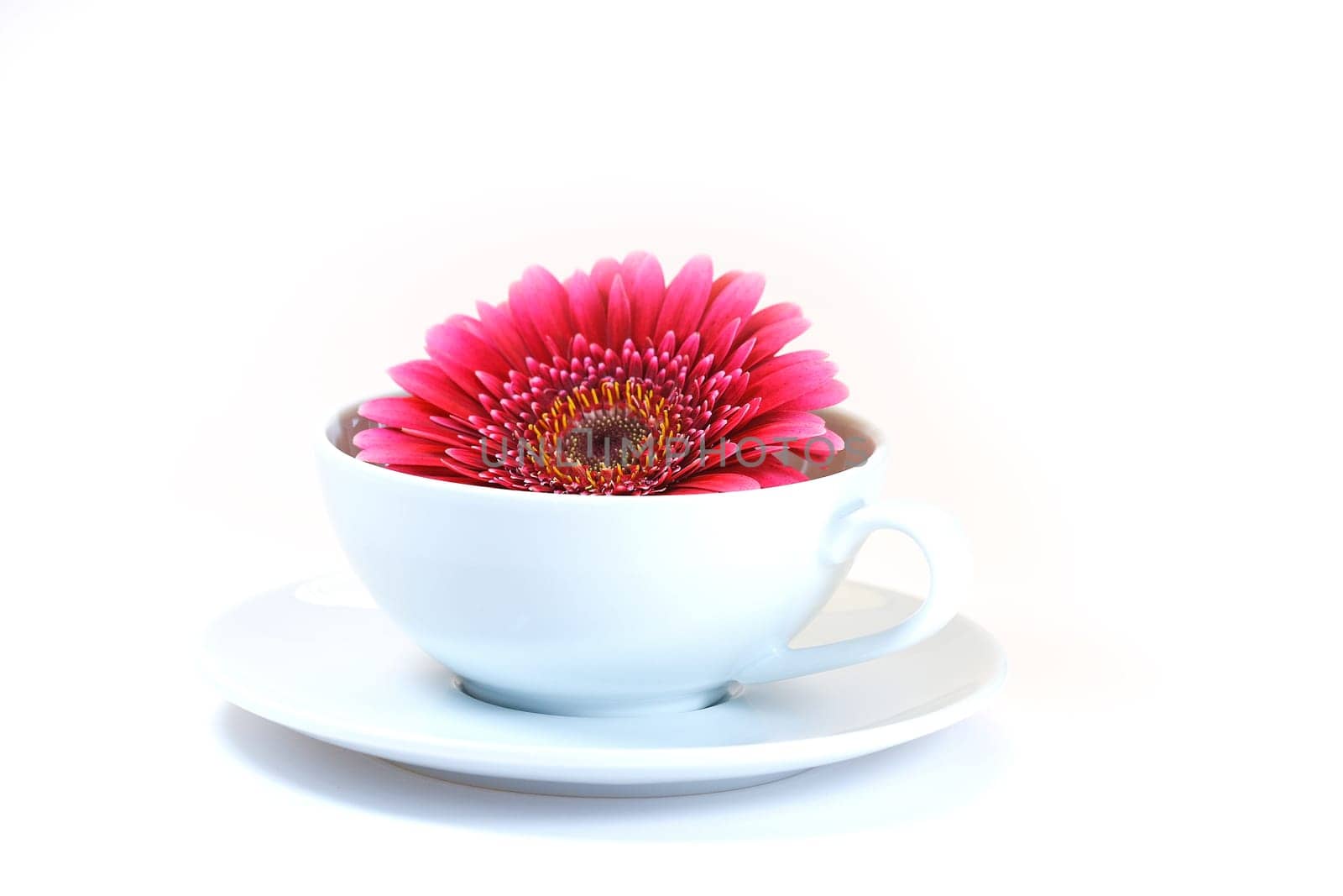 Blossom in cup