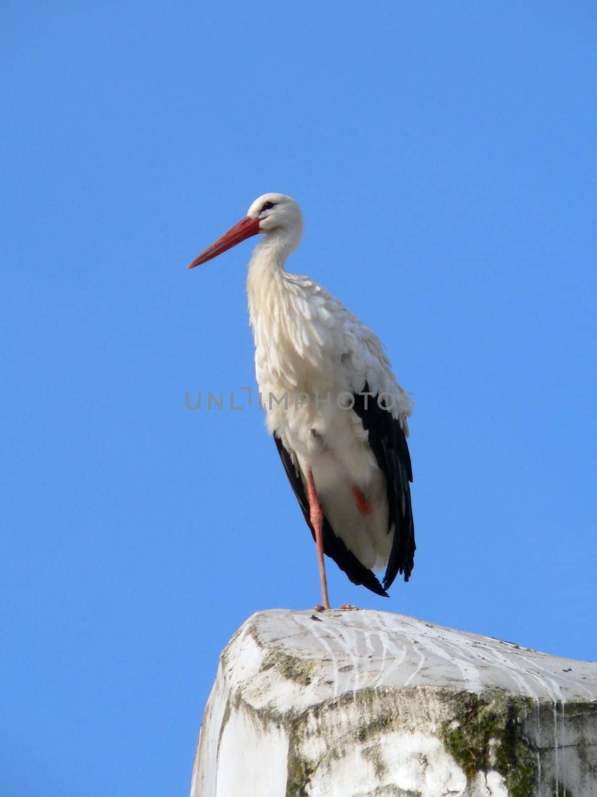 proud stork