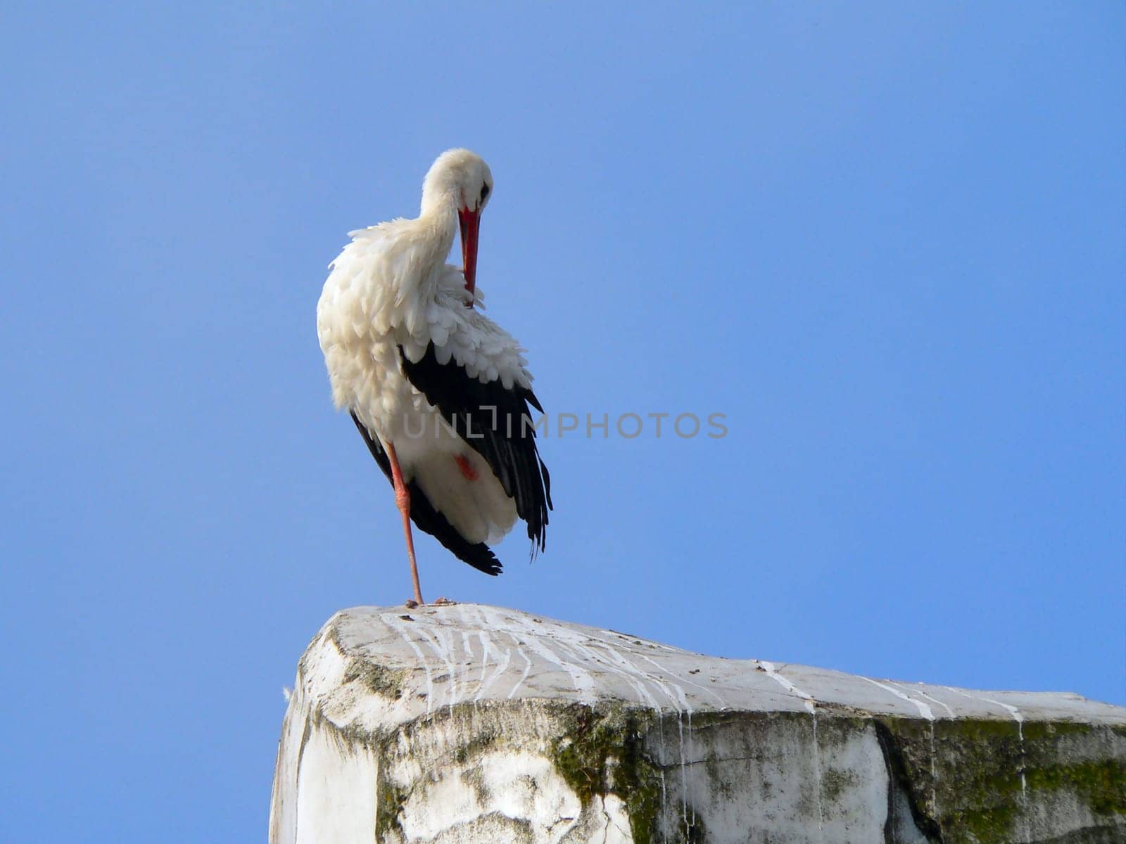Stork