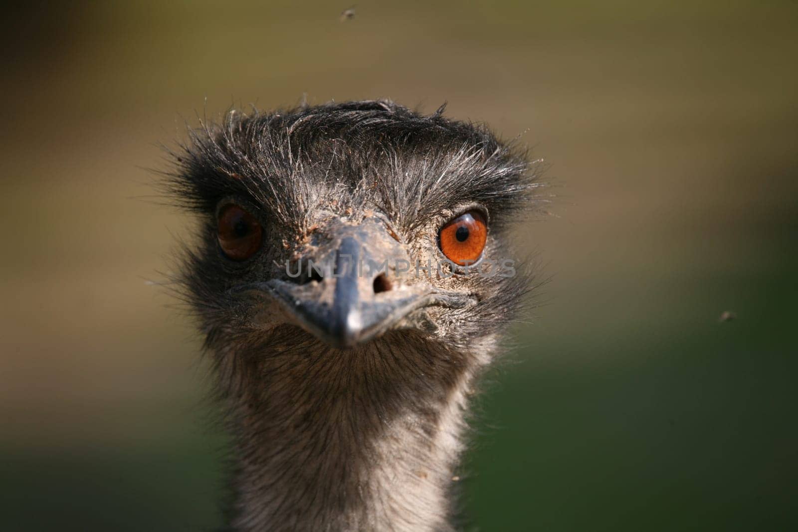 Greater Emu (Dromaius novaehollandiae)