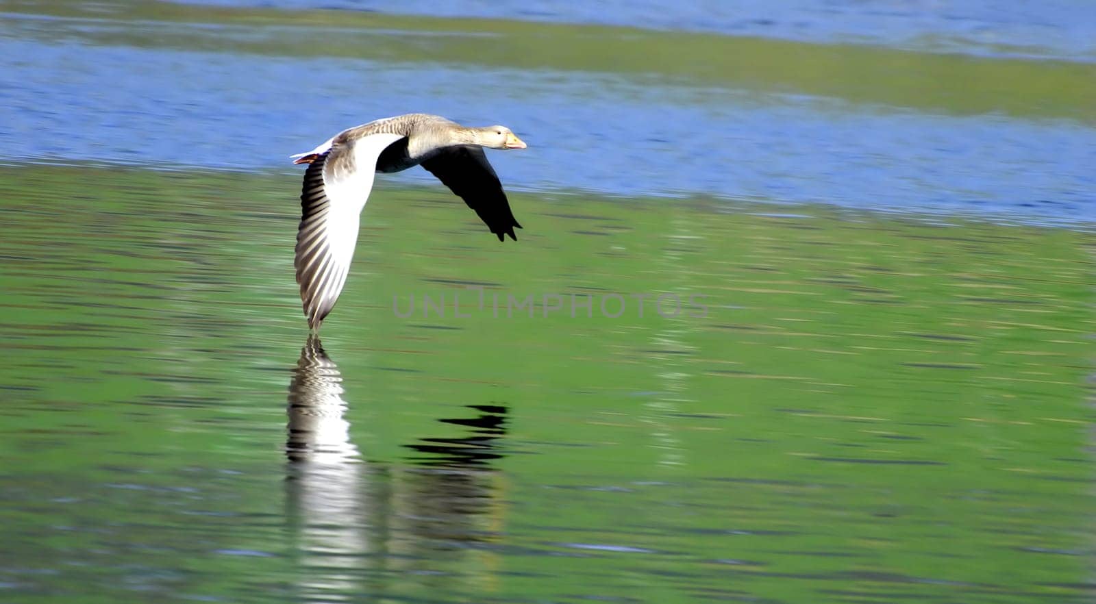 A goose just above the water shortly after take-off