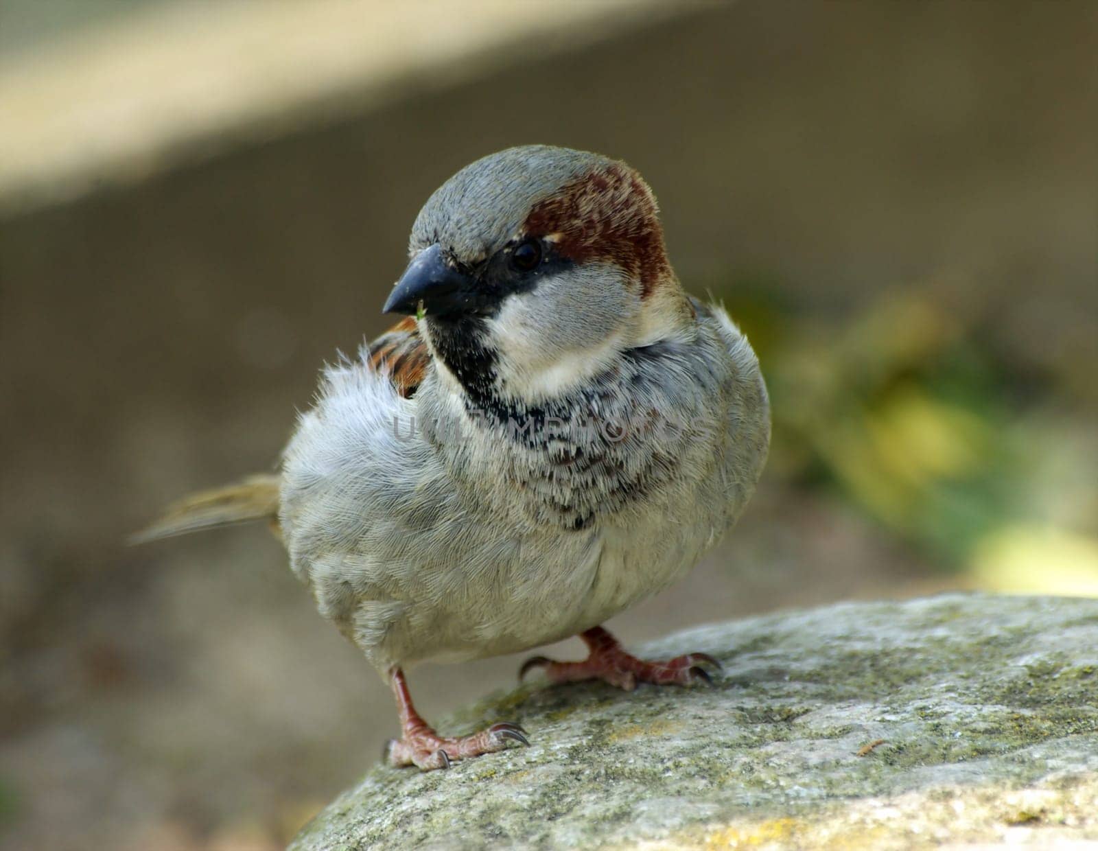 Sparrow