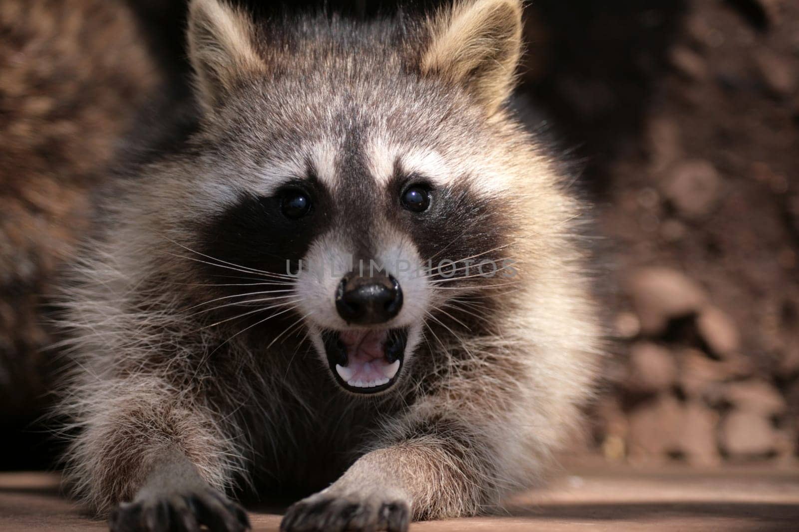 Raccoon at Freisen Zoo