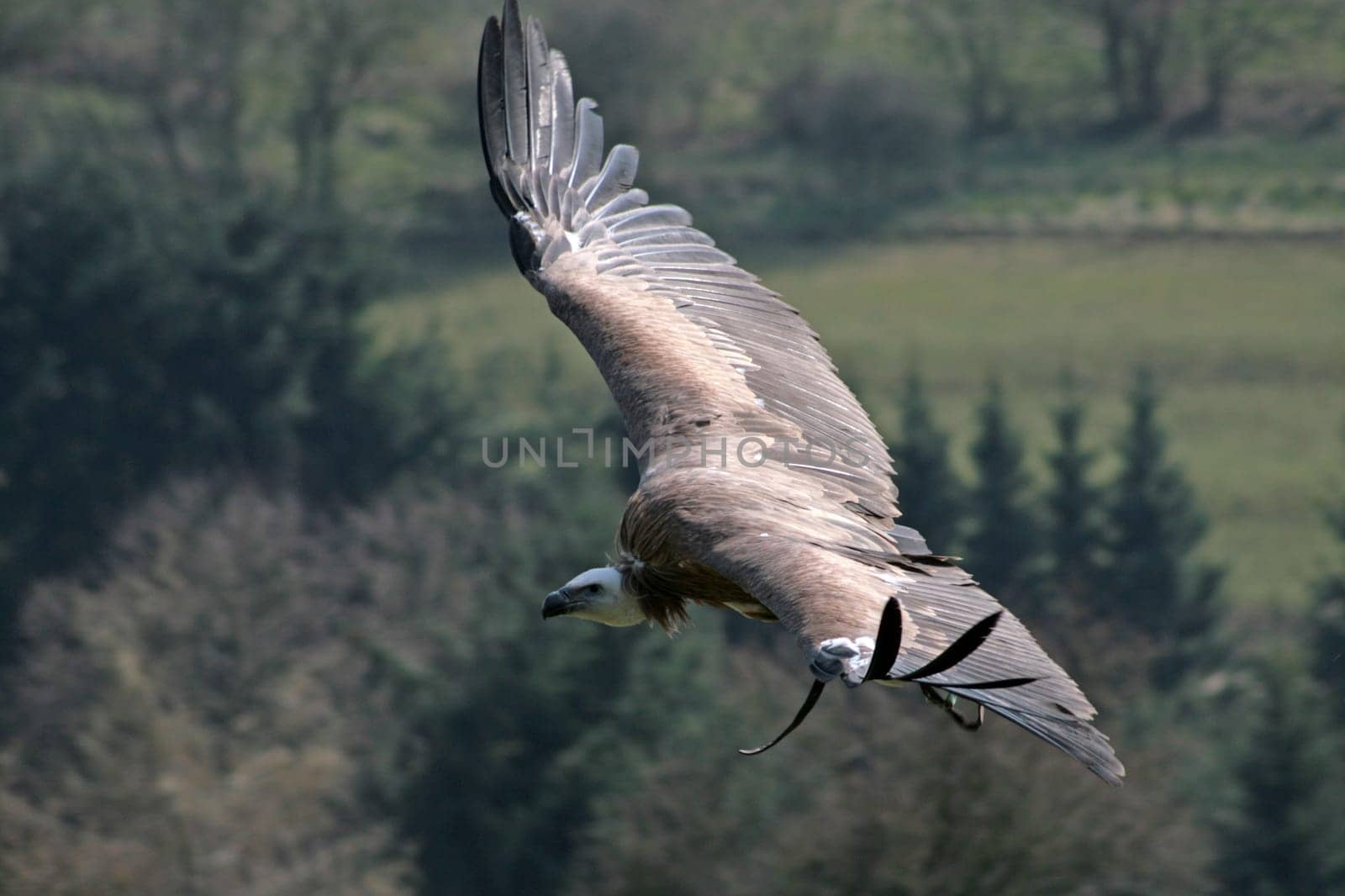 Vultures in flight