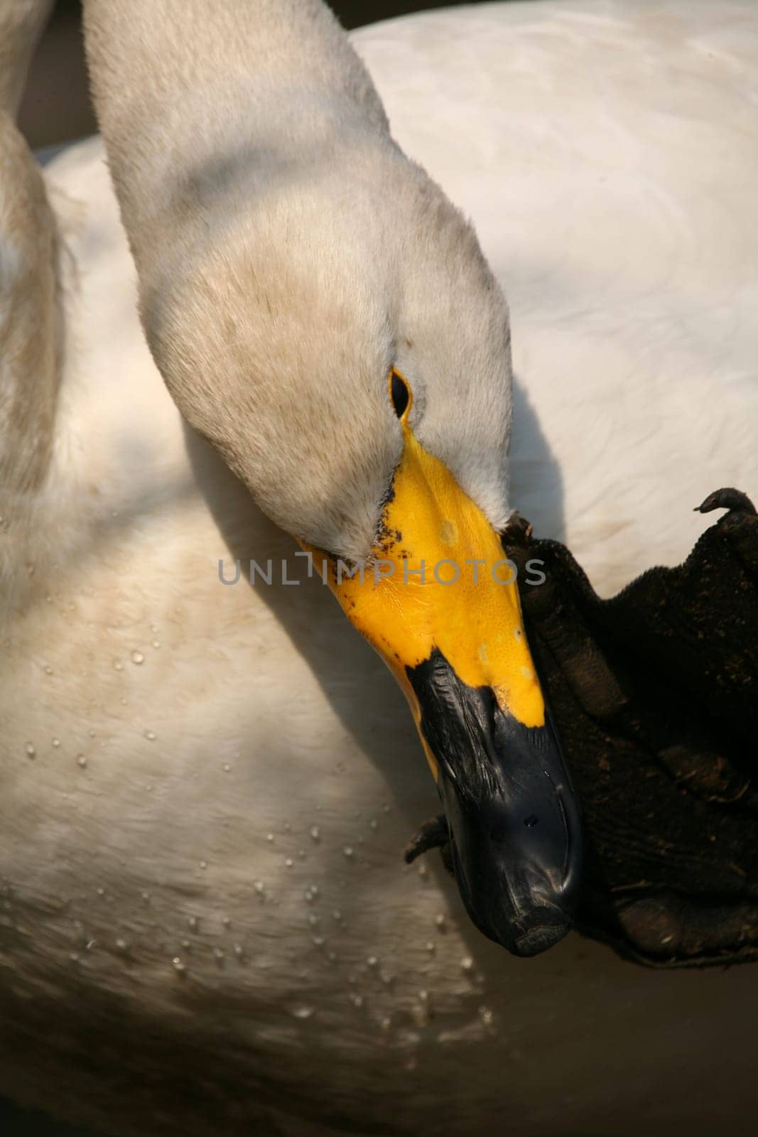 Cygnus cygnus