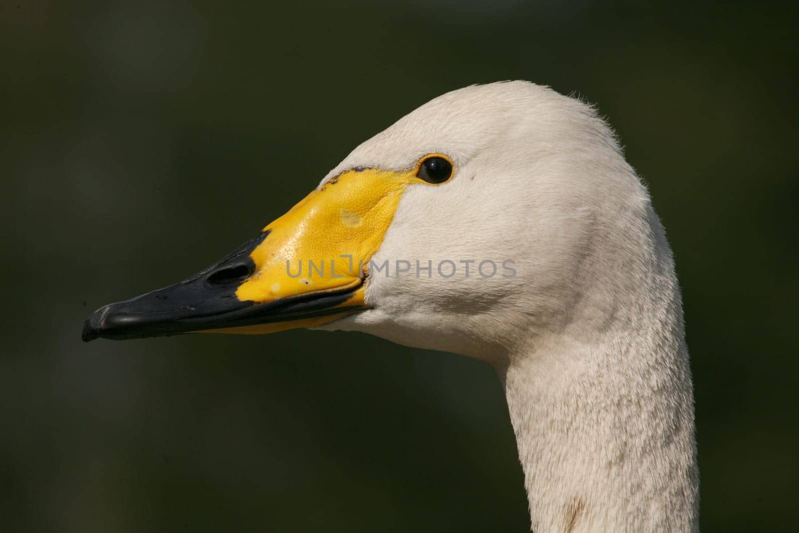 Cygnus cygnus