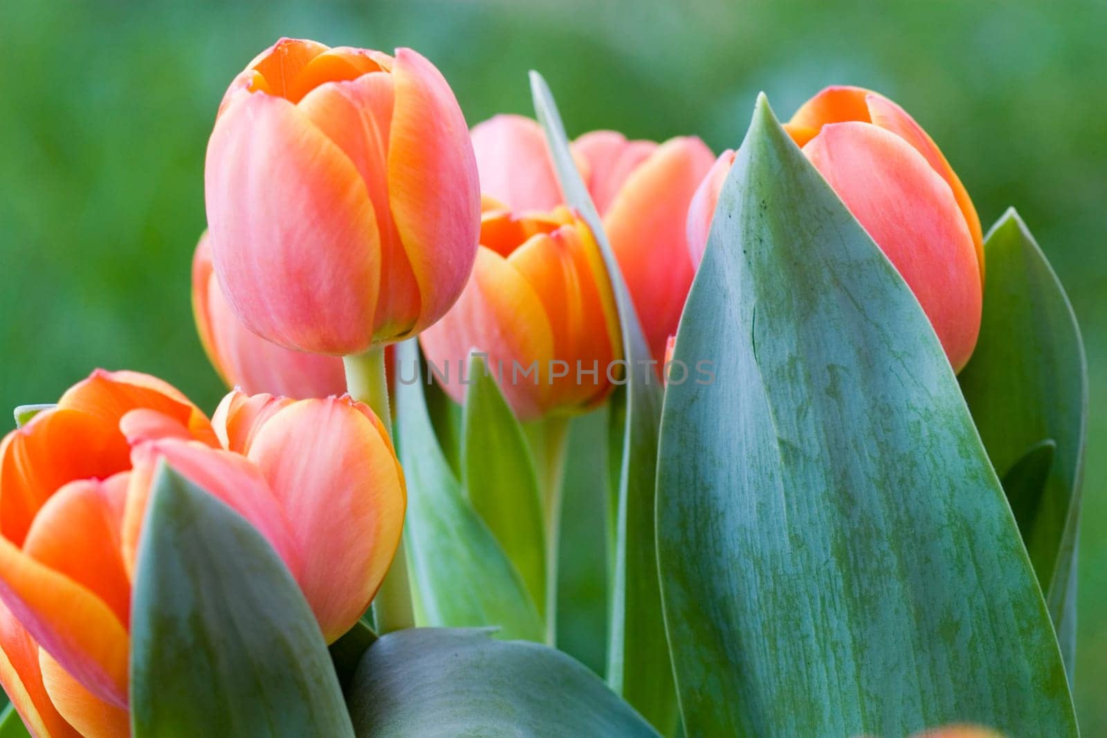Tulips from Holland