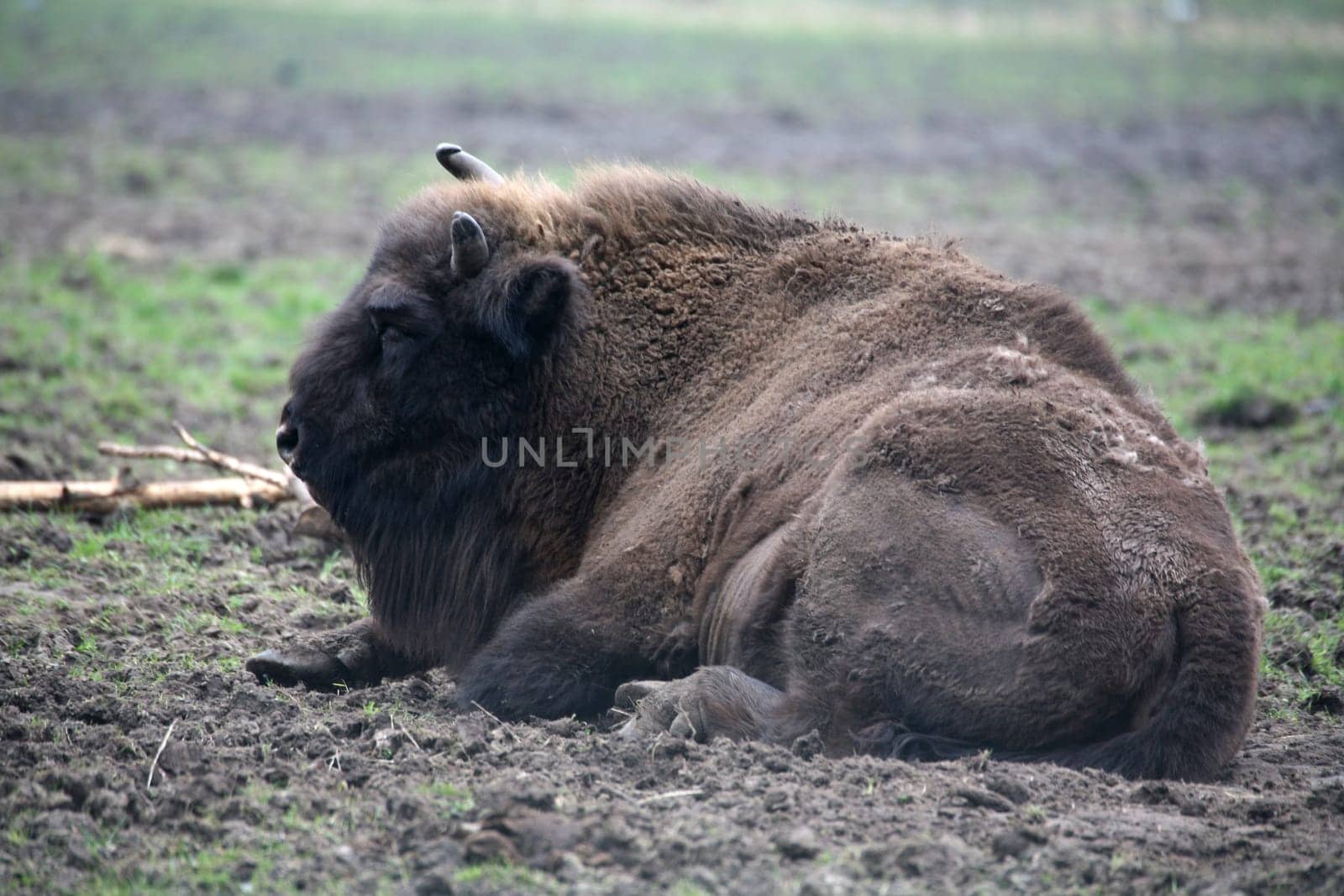 Powerful primeval animal