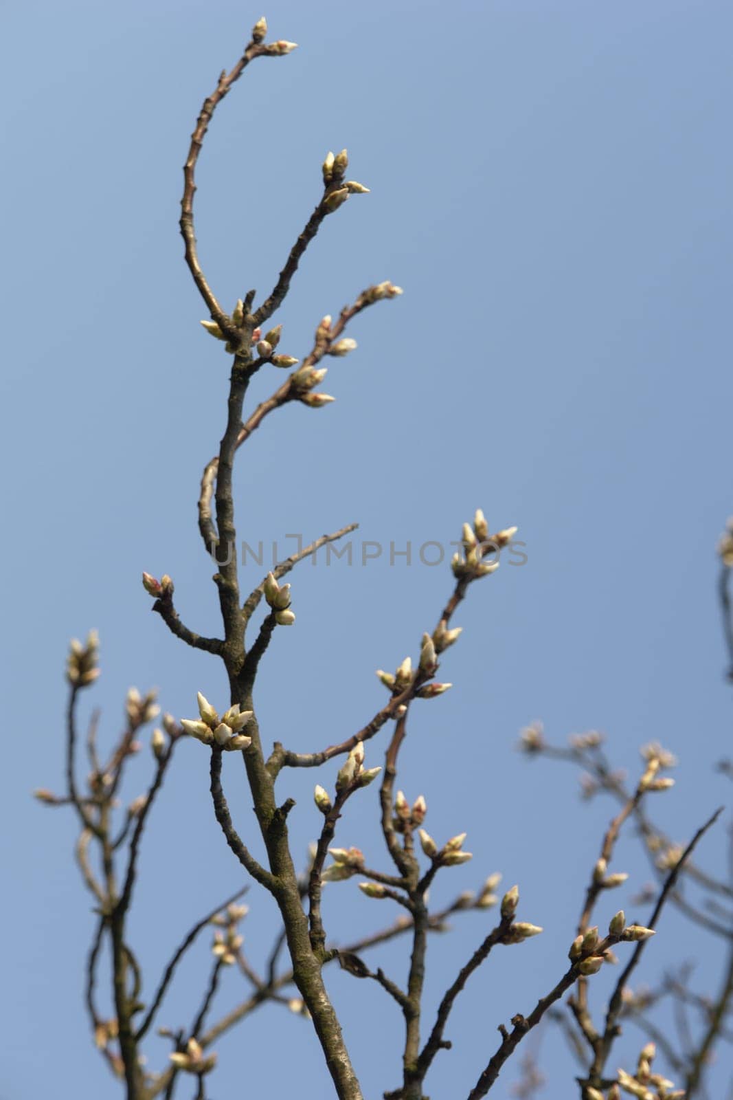 Spring Awakening
