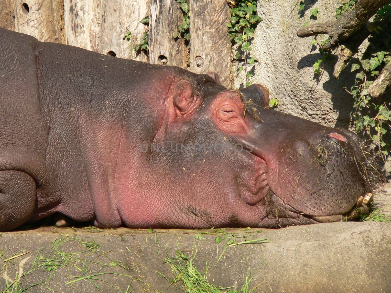 Siesta