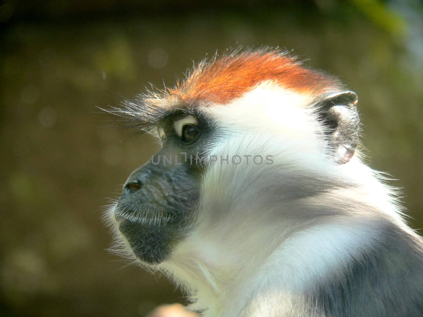 Primate