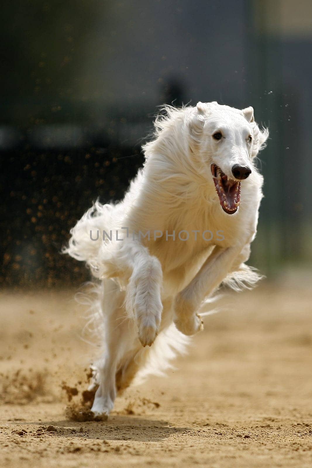 Borzoi racing dogs from russia