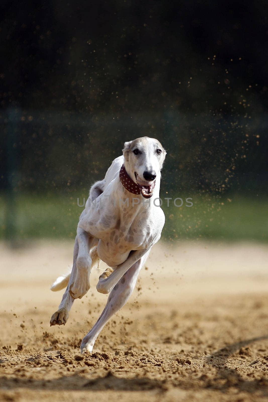 Chart-Polskis,quite rare greyhound breed from Poland.