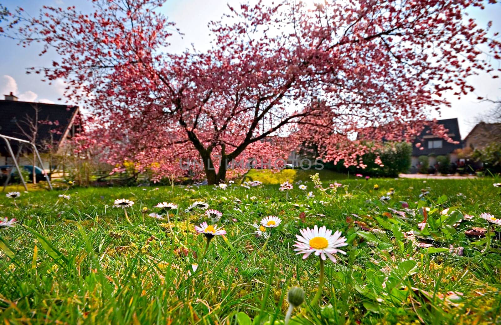 Spring meadow