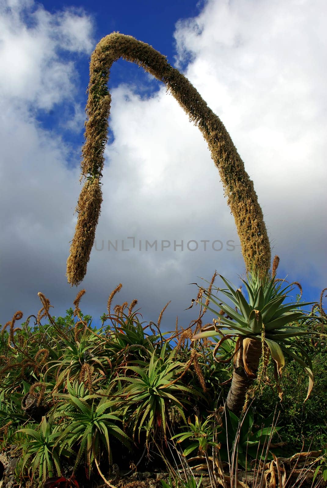 Agave americana
