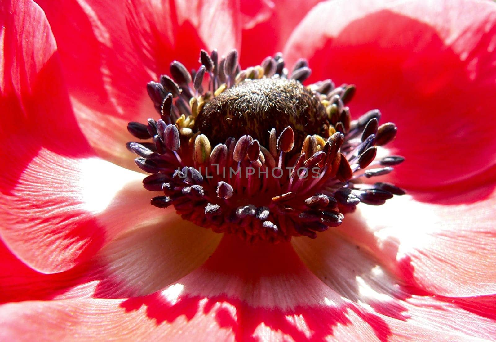 Anemone seeds