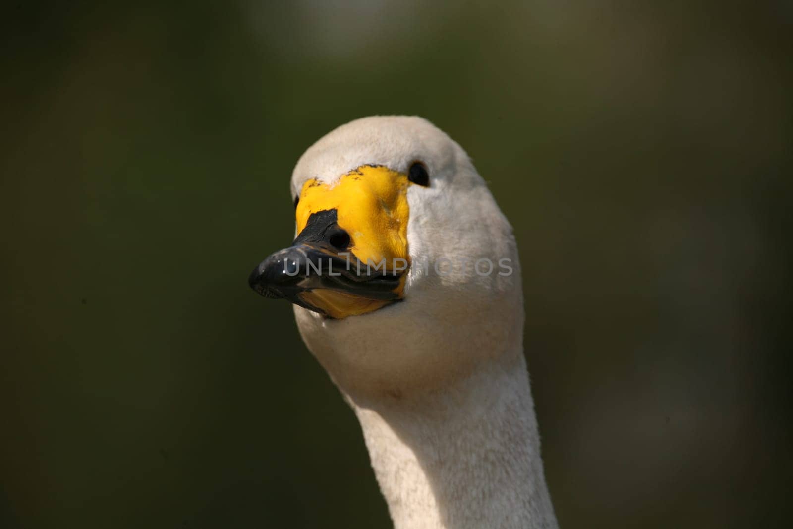 Cygnus cygnus
