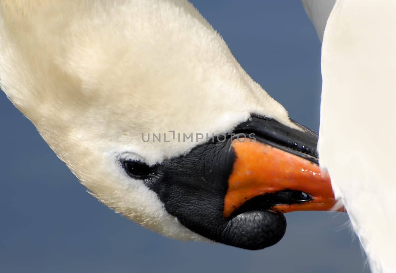 The cleanliness of the plumage is the swan's main occupation