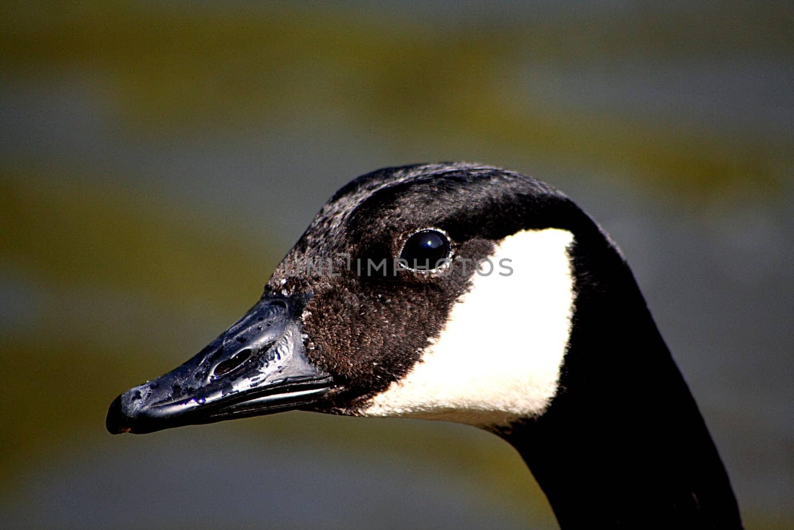 Goose portrait