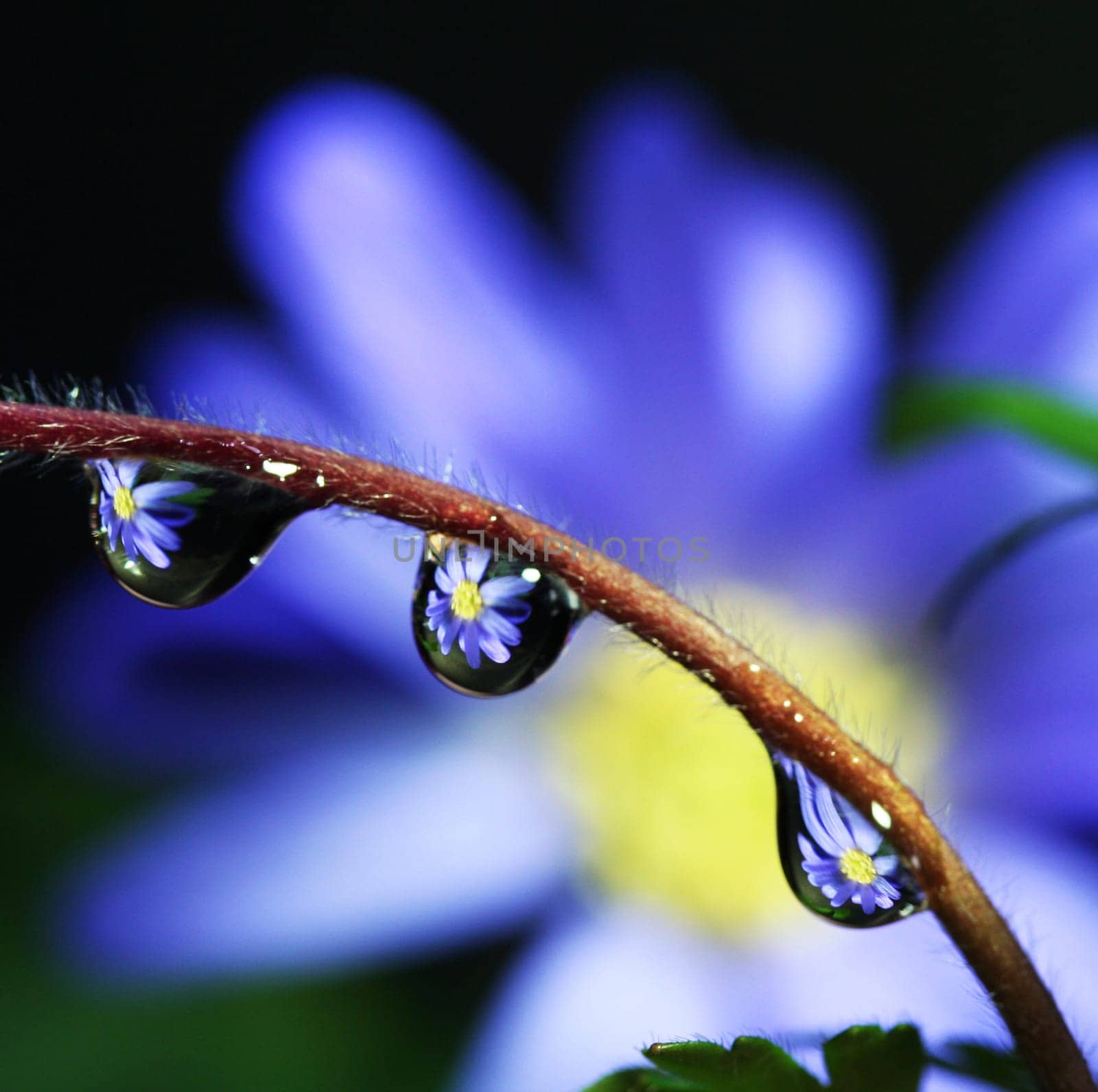 Teardrop images